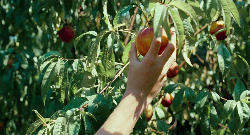 Call Me by Your Name